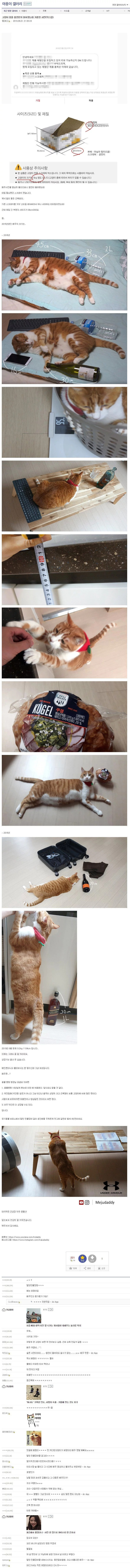 디씨인이 기르는 가정용 냥이