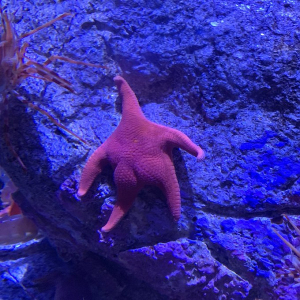 불가사리의 치명적인 엉덩이