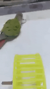 햄스터 조련사