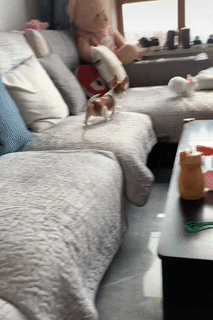 댕댕이를 농락하는 토끼