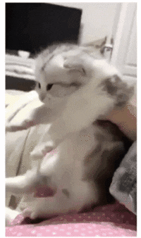 새끼를 본 냥이