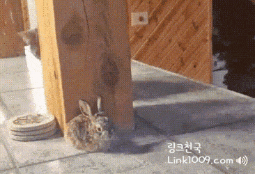토끼를 처음 본 고양이.gif