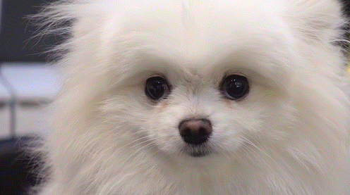 포메라니안 곰돌이컷