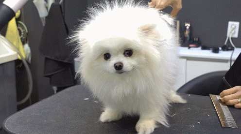 포메라니안 곰돌이컷