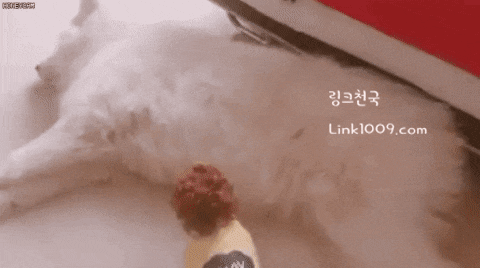 푹신푹신한 잠자리를 찾은 댕댕이.gif