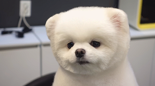 포메라니안 곰돌이컷
