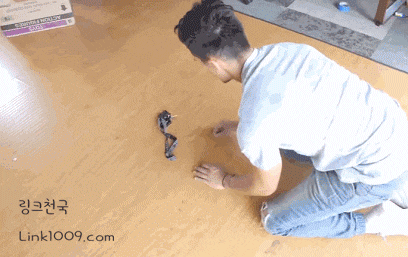 지랄냥이 참교육 ㅋㅋㅋㅋ