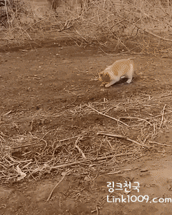 날아오르는 냥이.gif