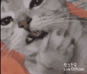 내가 본 고양이 중 가장 섹시함.gif