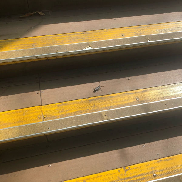 바퀴벌레에 놀란 대학생