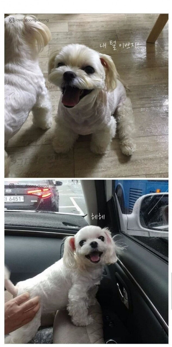 강아지 털 깎을 때 다리털은 남기는 이유