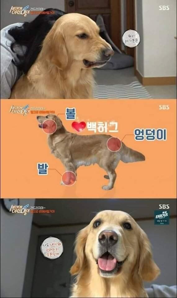 두 얼굴을 가진 골든 리트리버