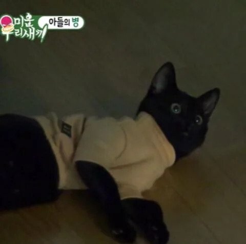 낚시터에서 유기된 고양이를 기르게된 박수홍 근황