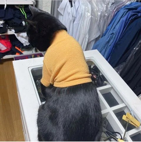 낚시터에서 유기된 고양이를 기르게된 박수홍 근황