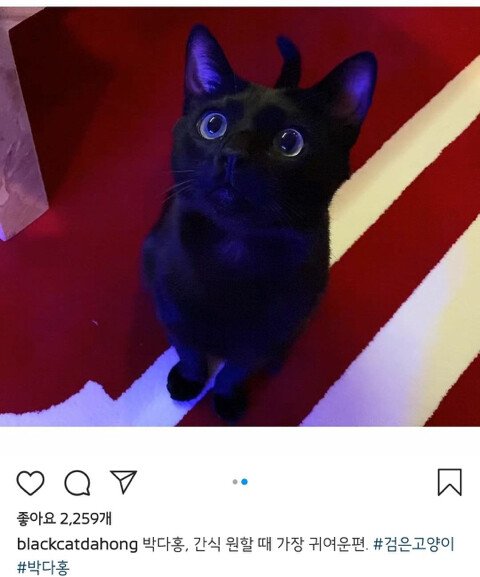낚시터에서 유기된 고양이를 기르게된 박수홍 근황
