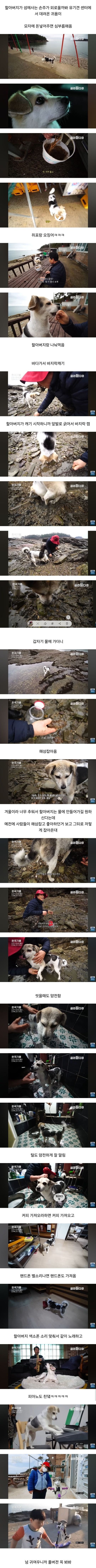 할아버지가 유기견 센터에서 데려온 귀요미