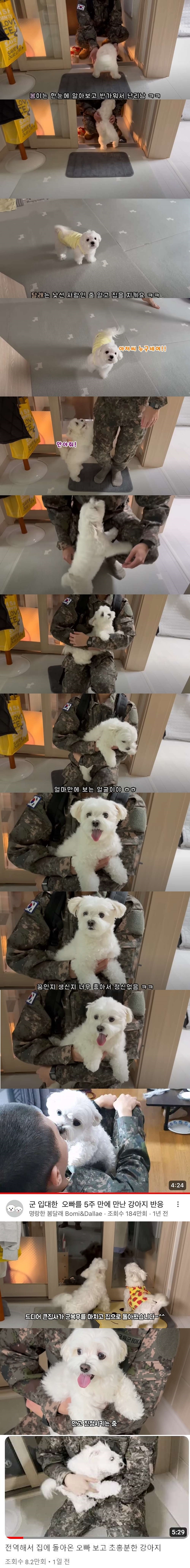 군대간 오빠만 하루종일 기다리던 멍멍이 최신 근황