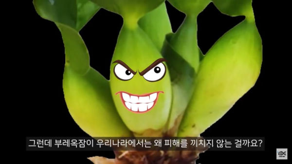 세계 10대 잡초중 하나