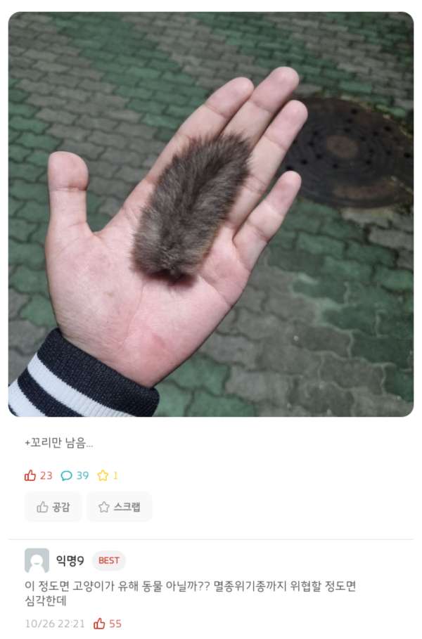 하늘다람쥐 잡아먹는 고양이