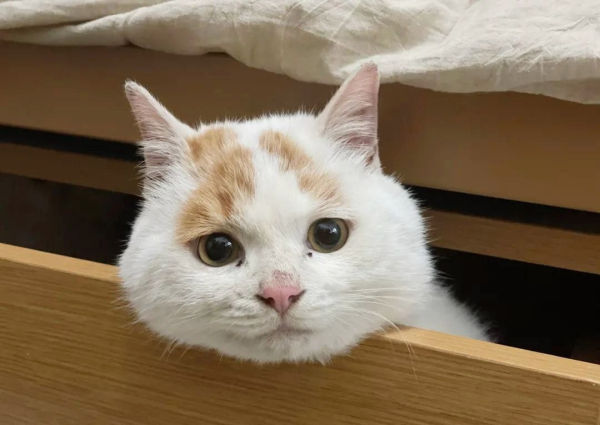 사람의 손길을 부러워하던 길냥이