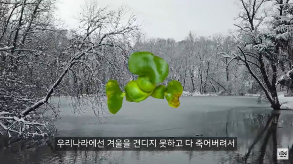 세계 10대 잡초중 하나