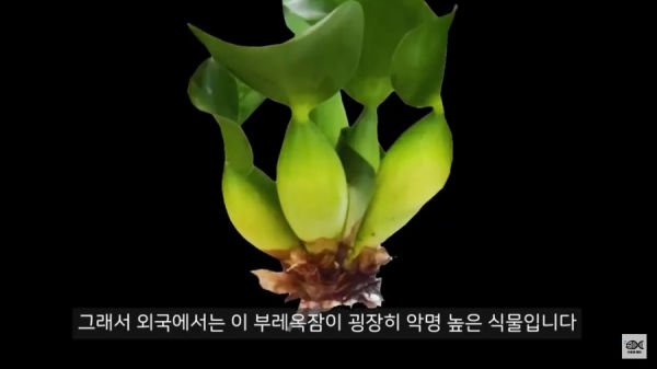 세계 10대 잡초중 하나