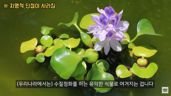 세계 10대 잡초중 하나