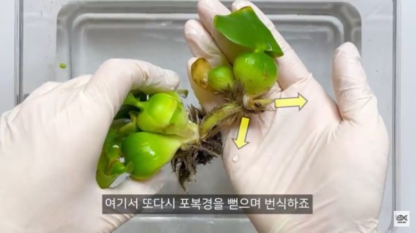 세계 10대 잡초중 하나