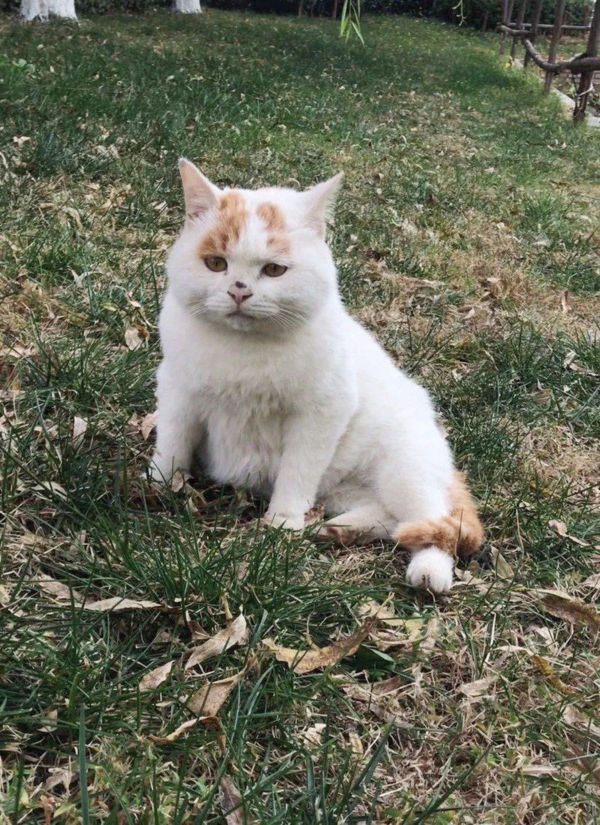 사람의 손길을 부러워하던 길냥이