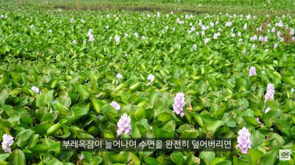 세계 10대 잡초중 하나