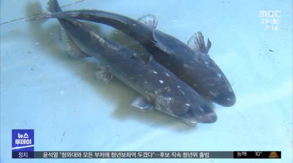 멸종됐던 물고기 종어 복원