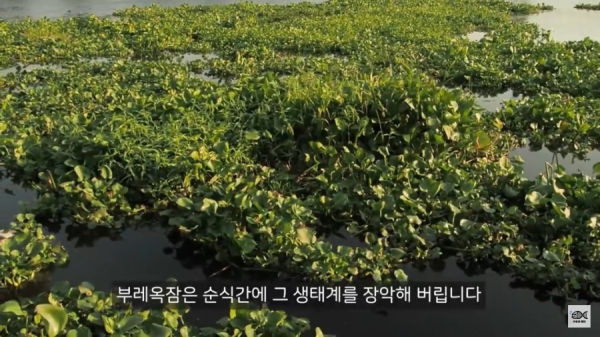 세계 10대 잡초중 하나