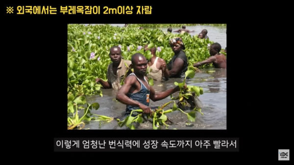 세계 10대 잡초중 하나