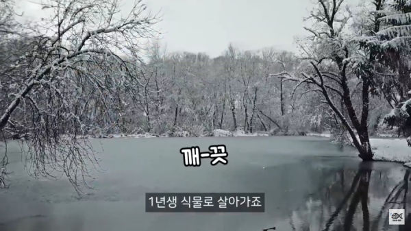 세계 10대 잡초중 하나