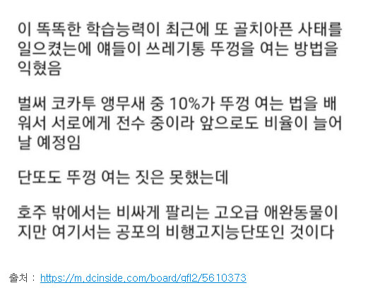 호주의 골칫거리 똑똑한 앵무새