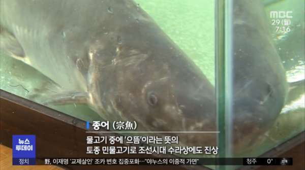 멸종됐던 물고기 종어 복원