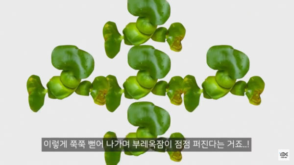 세계 10대 잡초중 하나