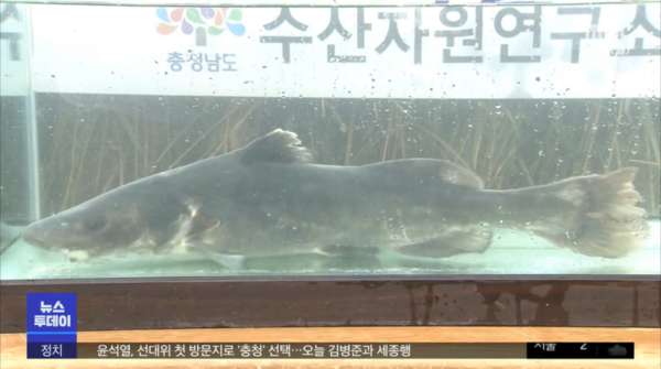 멸종됐던 물고기 종어 복원