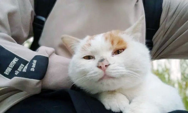 사람의 손길을 부러워하던 길냥이