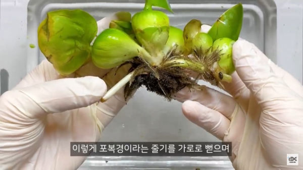 세계 10대 잡초중 하나