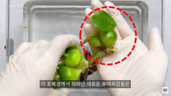 세계 10대 잡초중 하나