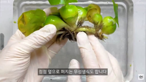 세계 10대 잡초중 하나