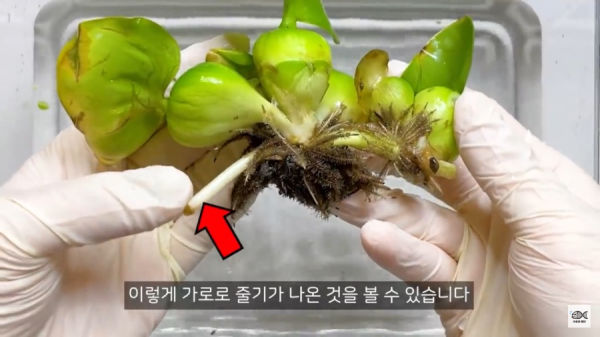 세계 10대 잡초중 하나