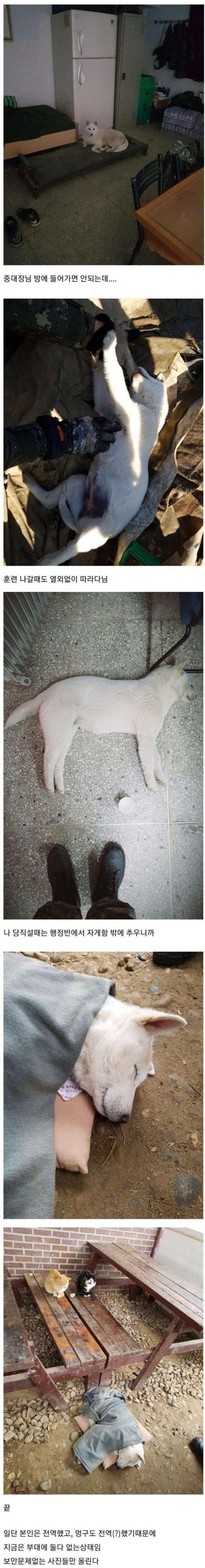 부대에 나타난 댕댕이