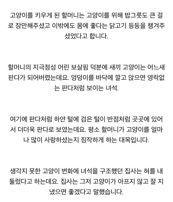 길에서 구조된 새끼 냥이 할머니집에서 두달 후