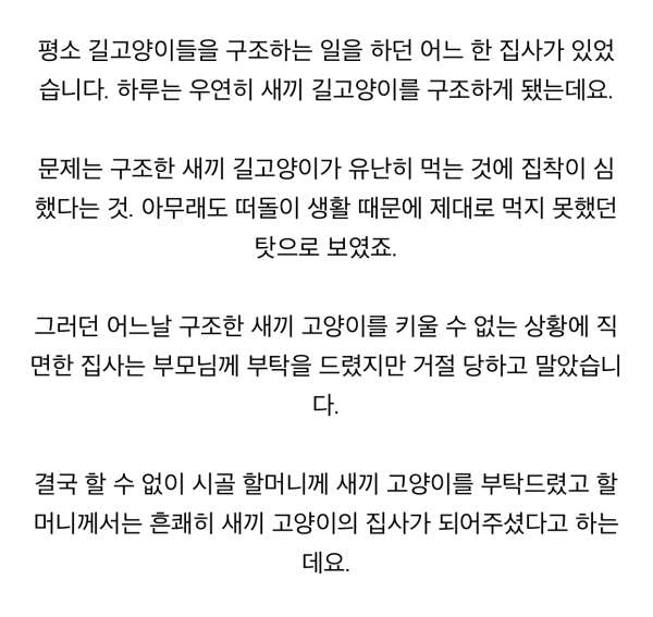 길에서 구조된 새끼 냥이 할머니집에서 두달 후