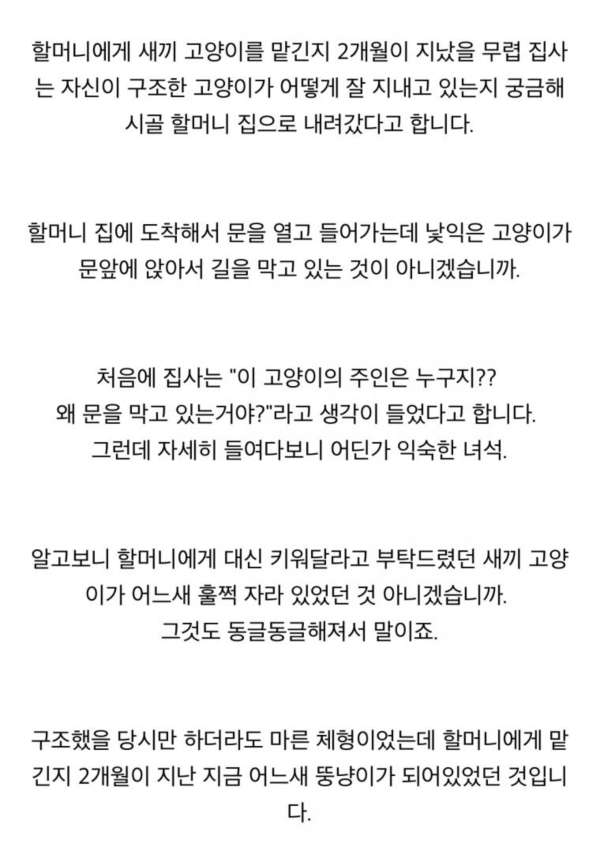 길에서 구조된 새끼 냥이 할머니집에서 두달 후
