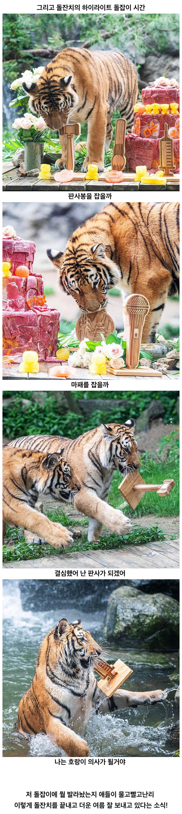 에버랜드 호랑이들 돌잔치