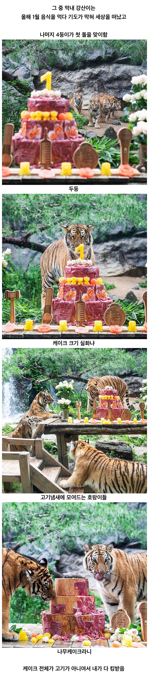 에버랜드 호랑이들 돌잔치