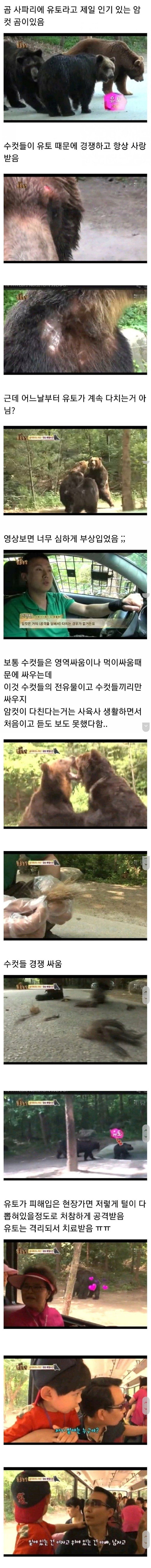인기 암컷 곰이 자꾸 피투성이 된 이유
